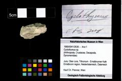 Foto (Objekt + Etikett) von Cyclothyreus sp.  (NHMW-GEO-1990-0041-2636)
